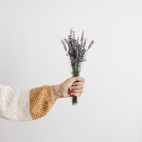 Jemand hält einen Strauß Lavendel in der Hand