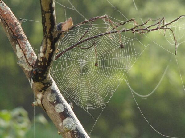 Ein Spinnennetz in einem Baum