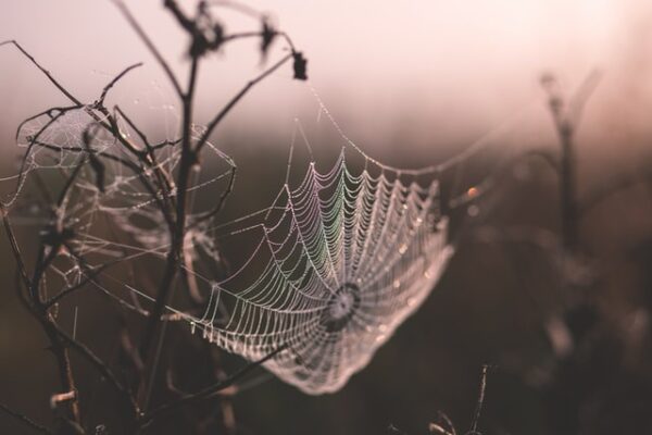Ein Spinnennetz hängt zwischen einigen Ästen